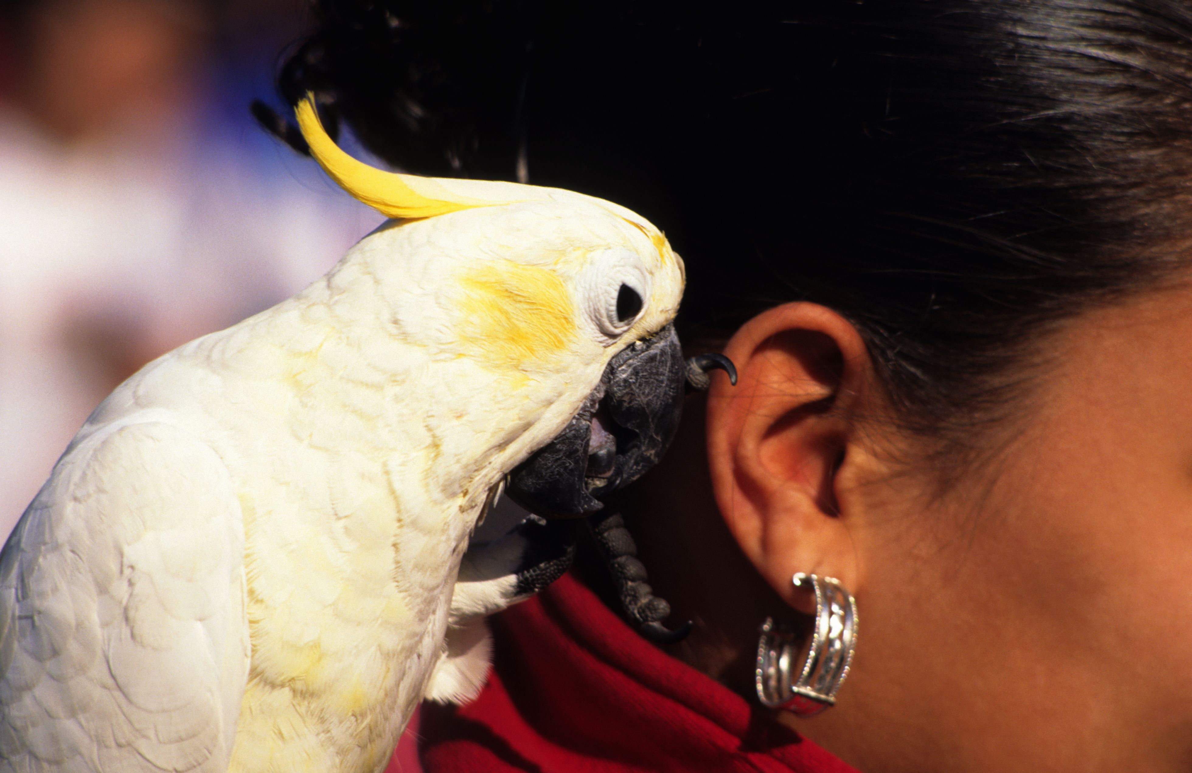 Oiseau (Perroquet blanc) parlant dans l'oreille d'une femme.