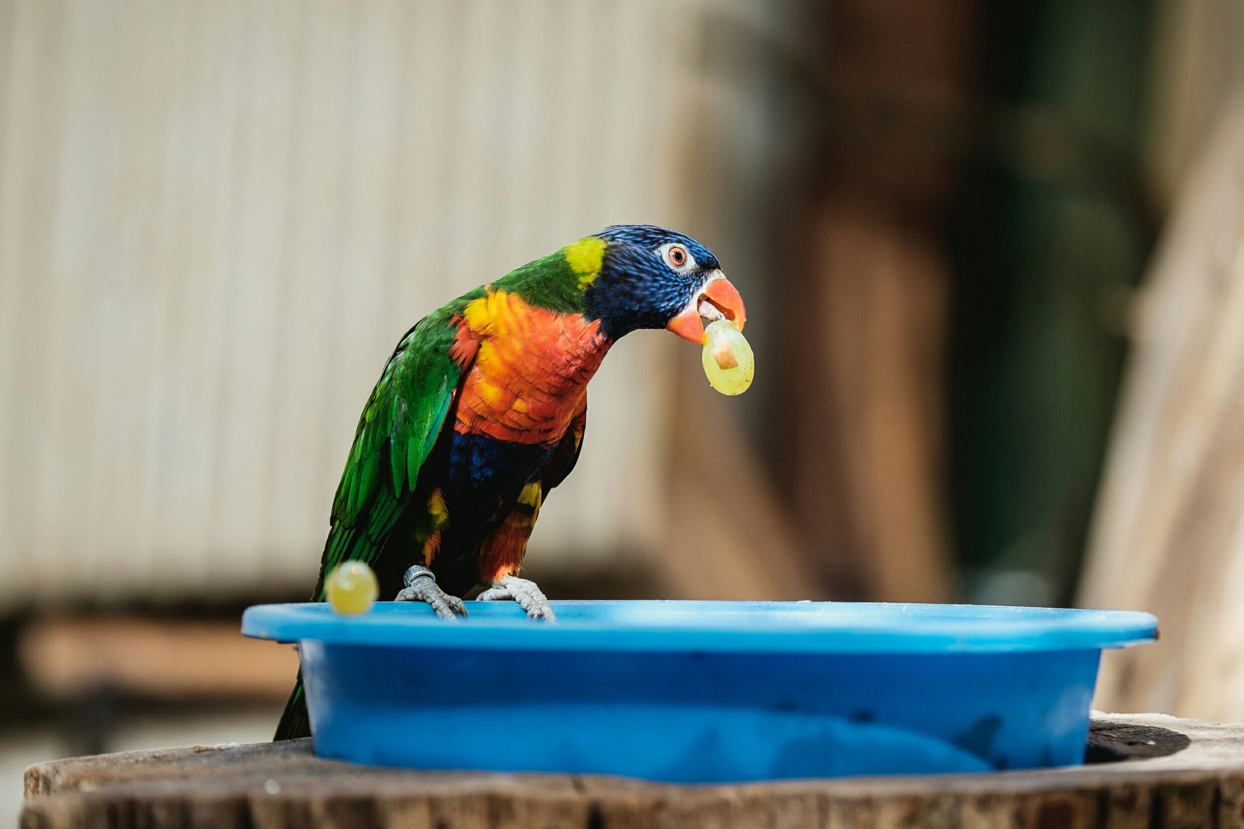 Lorikeet mangeant des raisins