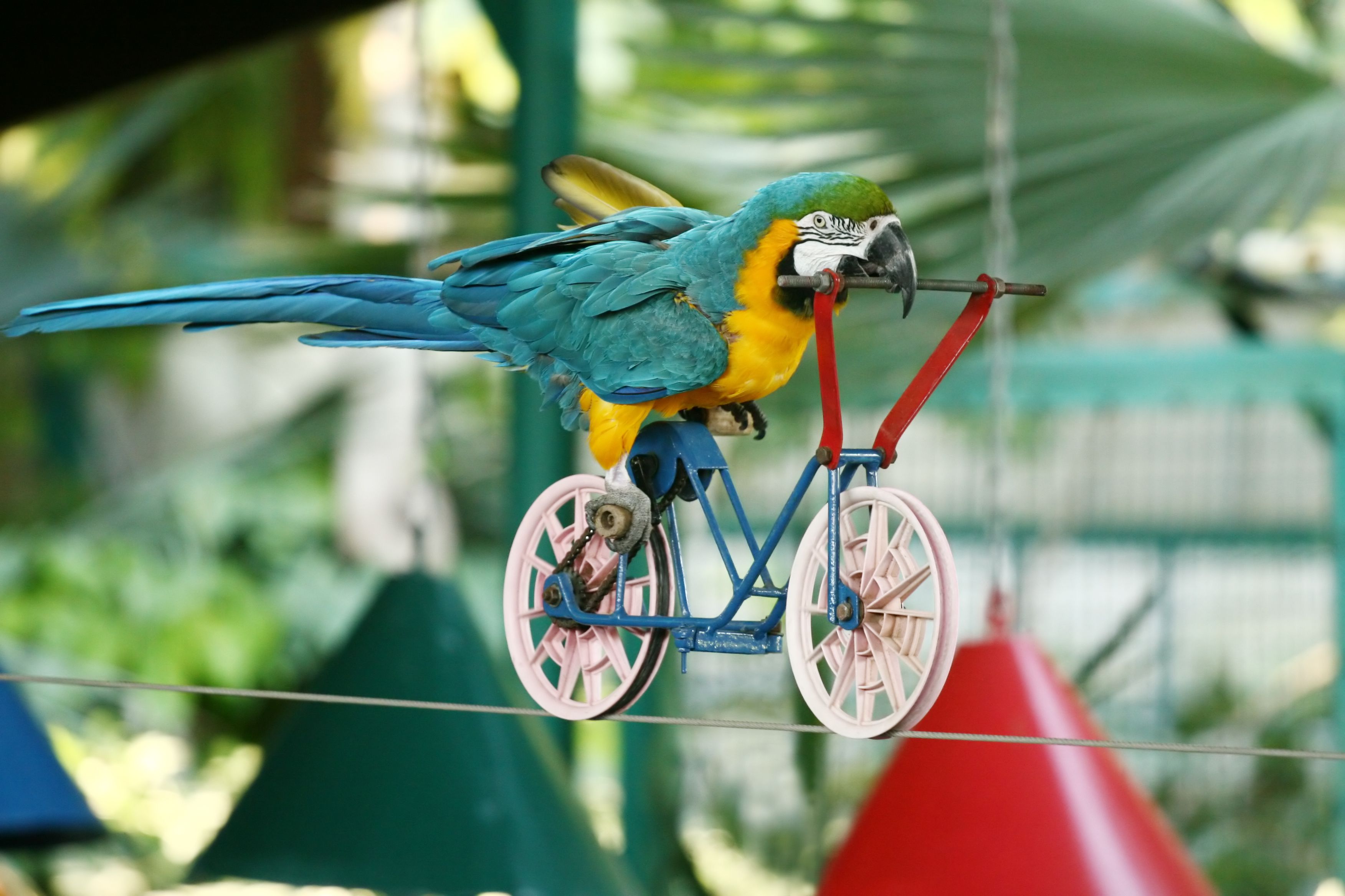 Perroquet macaw conduisant un vélo sur une corde