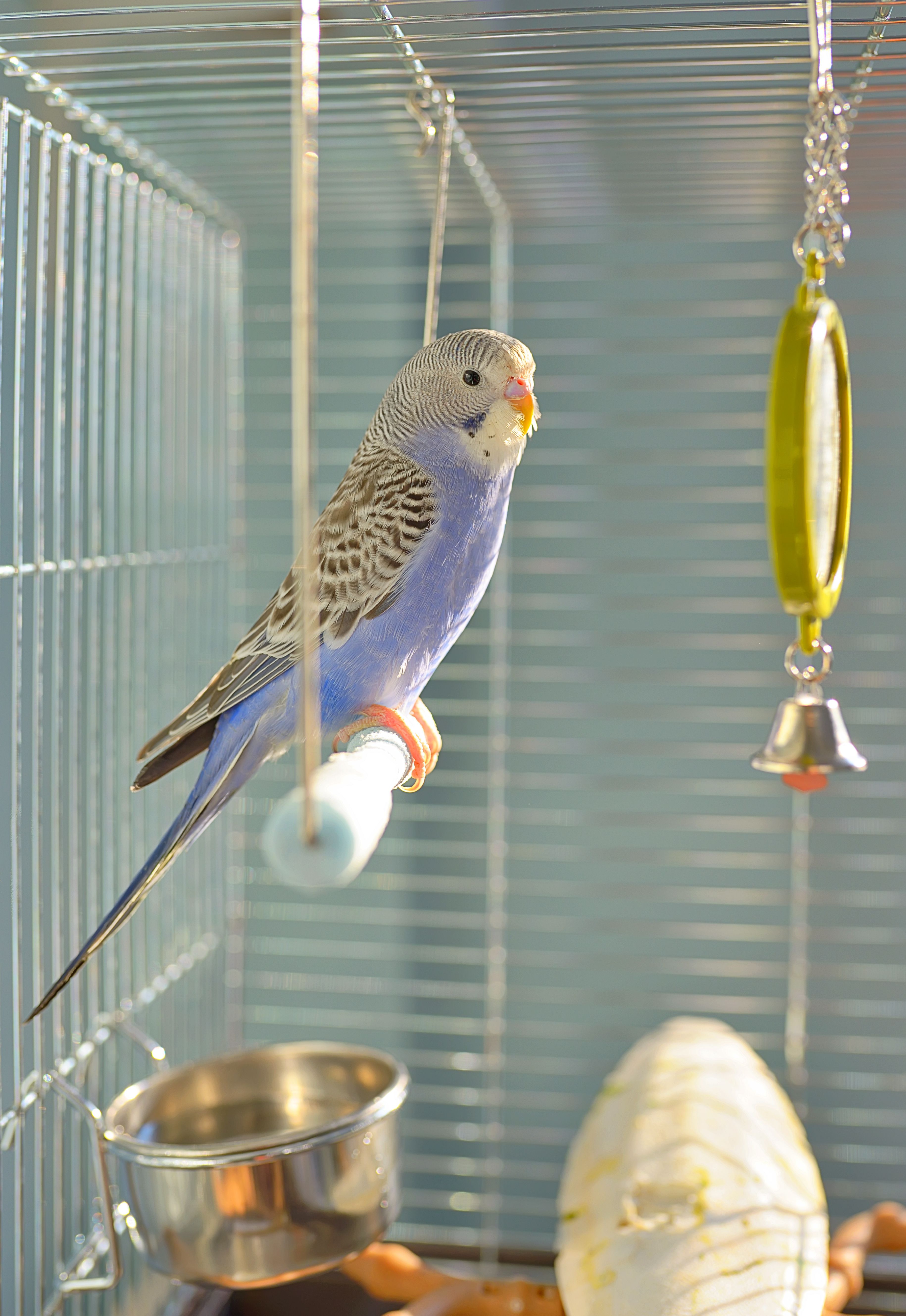 Gros plan d'oiseaux perchés dans une cage