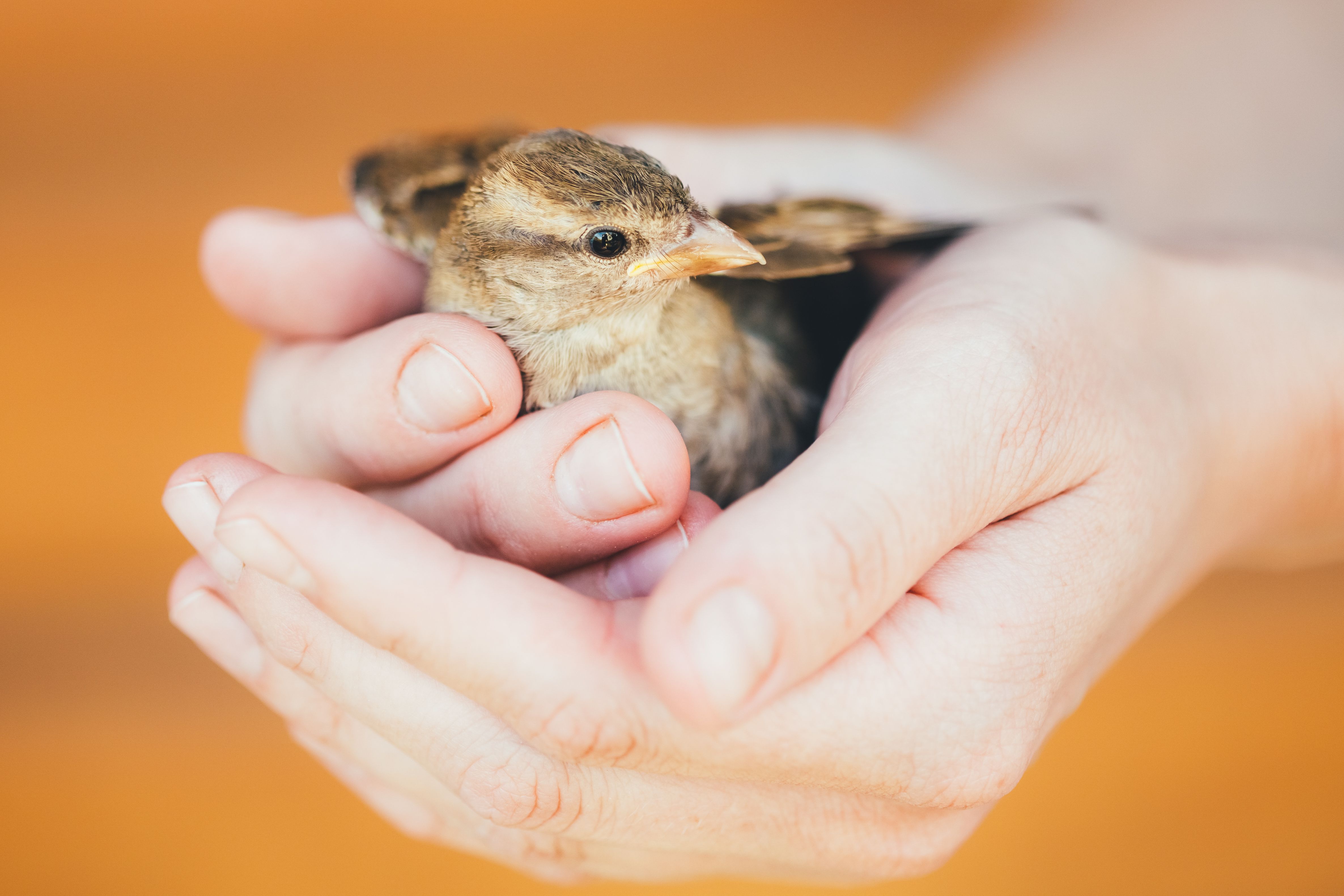 Mains tenant un jeune oiseau