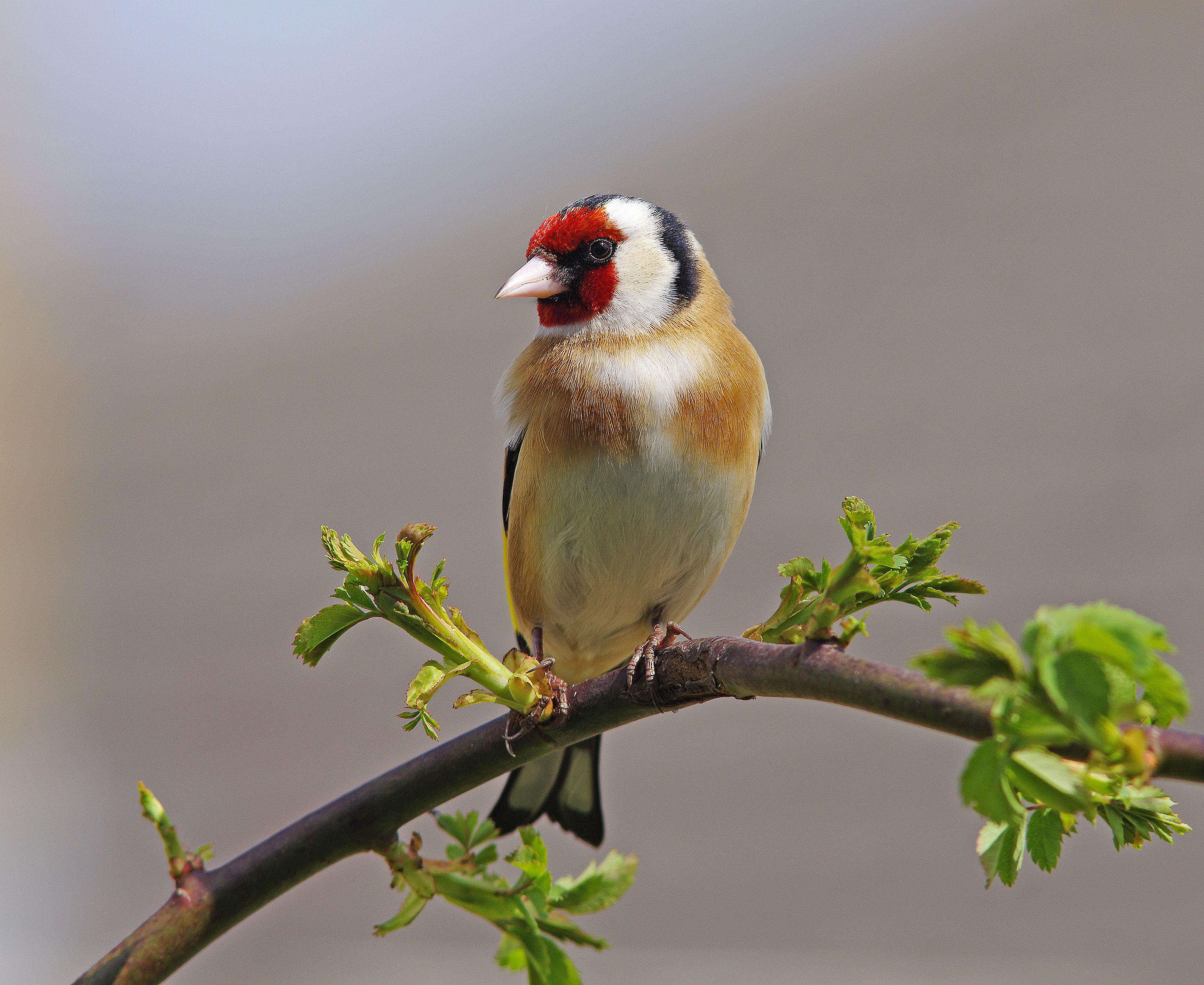 Chardonneret [Carduelis carduelis]