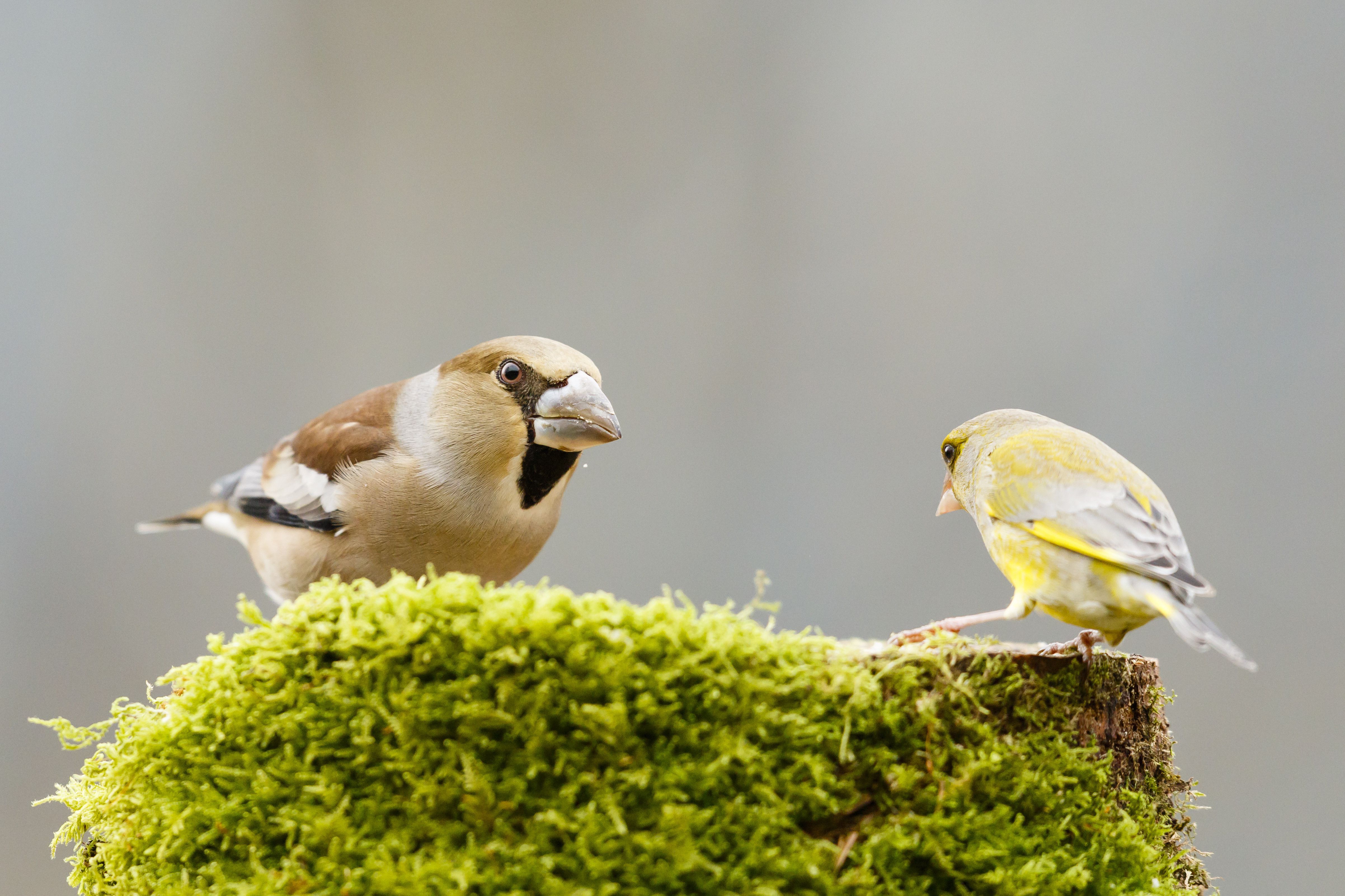 'Femelle Grosse Bécasse (Coccothraustes coccothraustes) défiant un Verdi (Chloris chloris) sur une souche, Alsace, France'