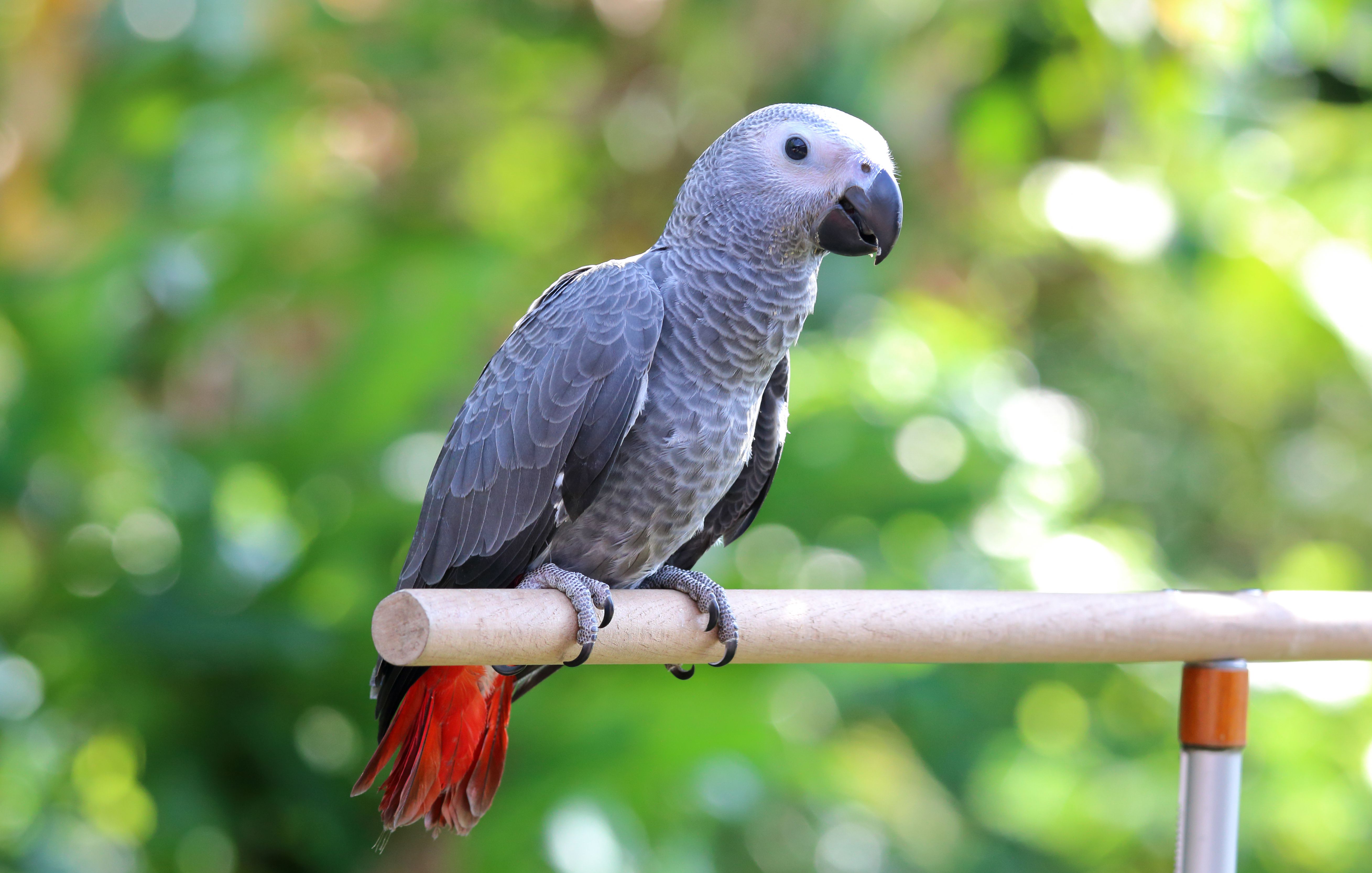 Perroquet gris d'Afrique sur un perchoir à l'extérieur