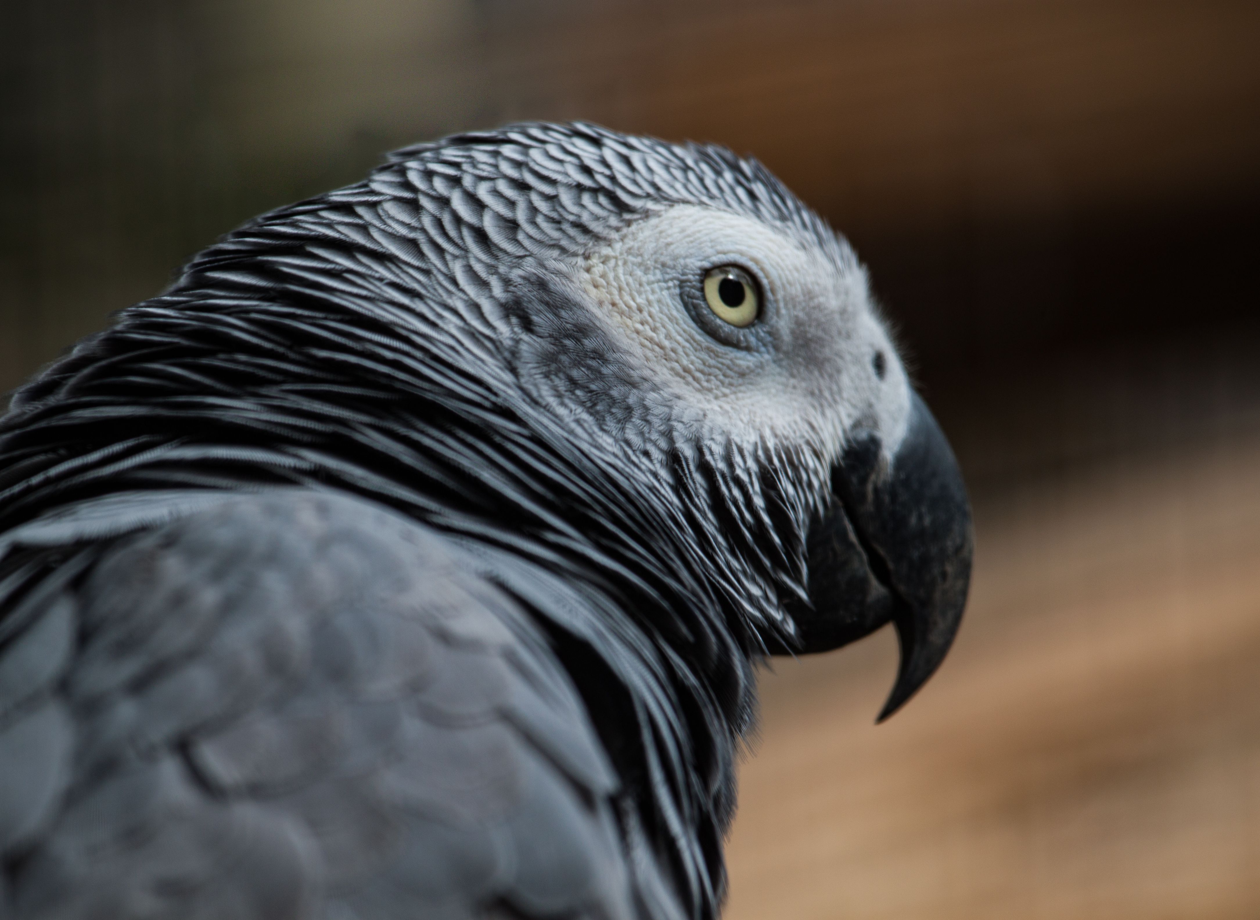 Perroquet gris d'Afrique (Psittacus erithacus)