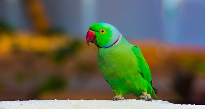 Perruche à collier indien verte