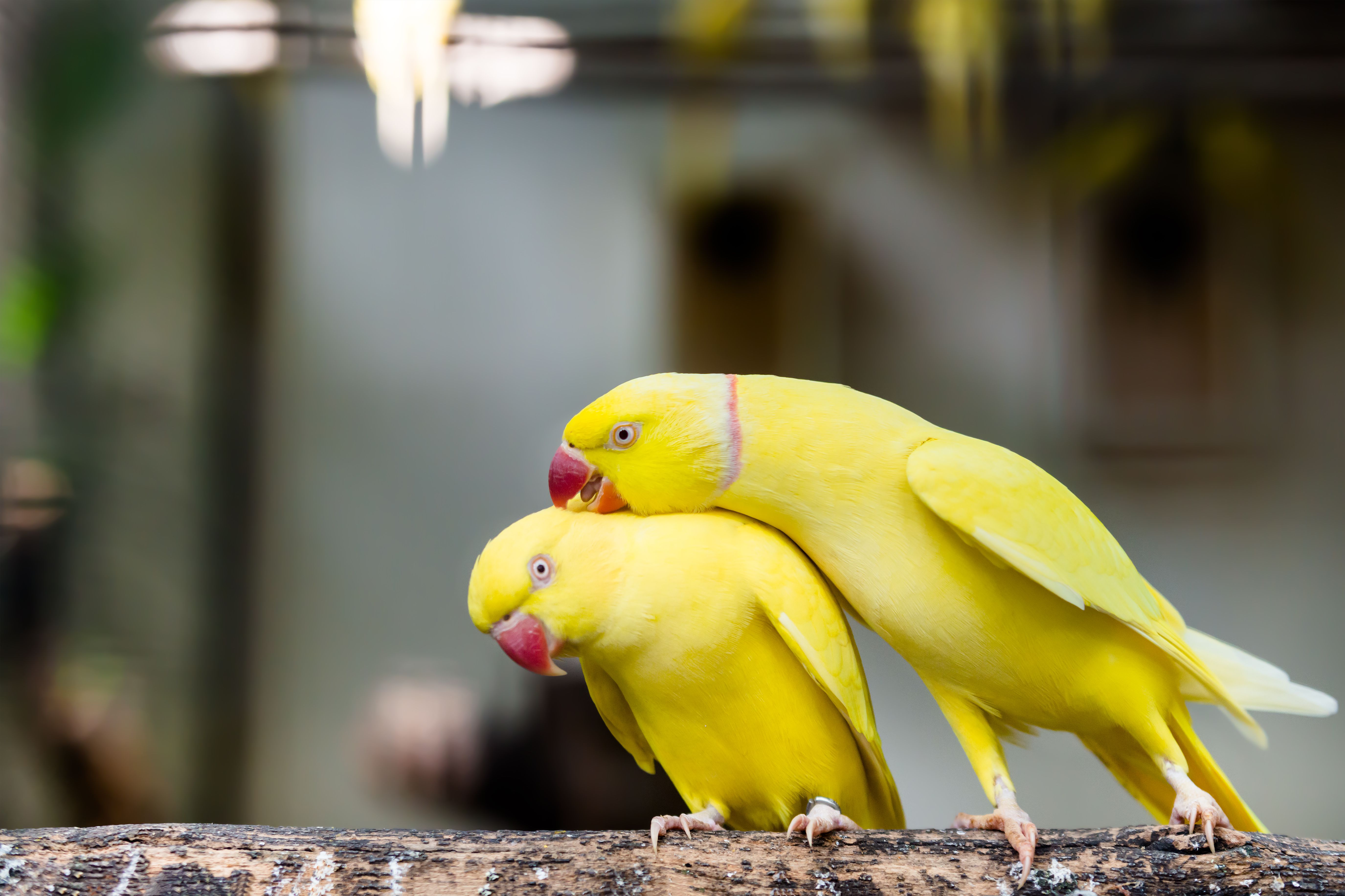 Deux perruches à collier jaune se tenant sur une branche dont l'une prenne soin de l'autre