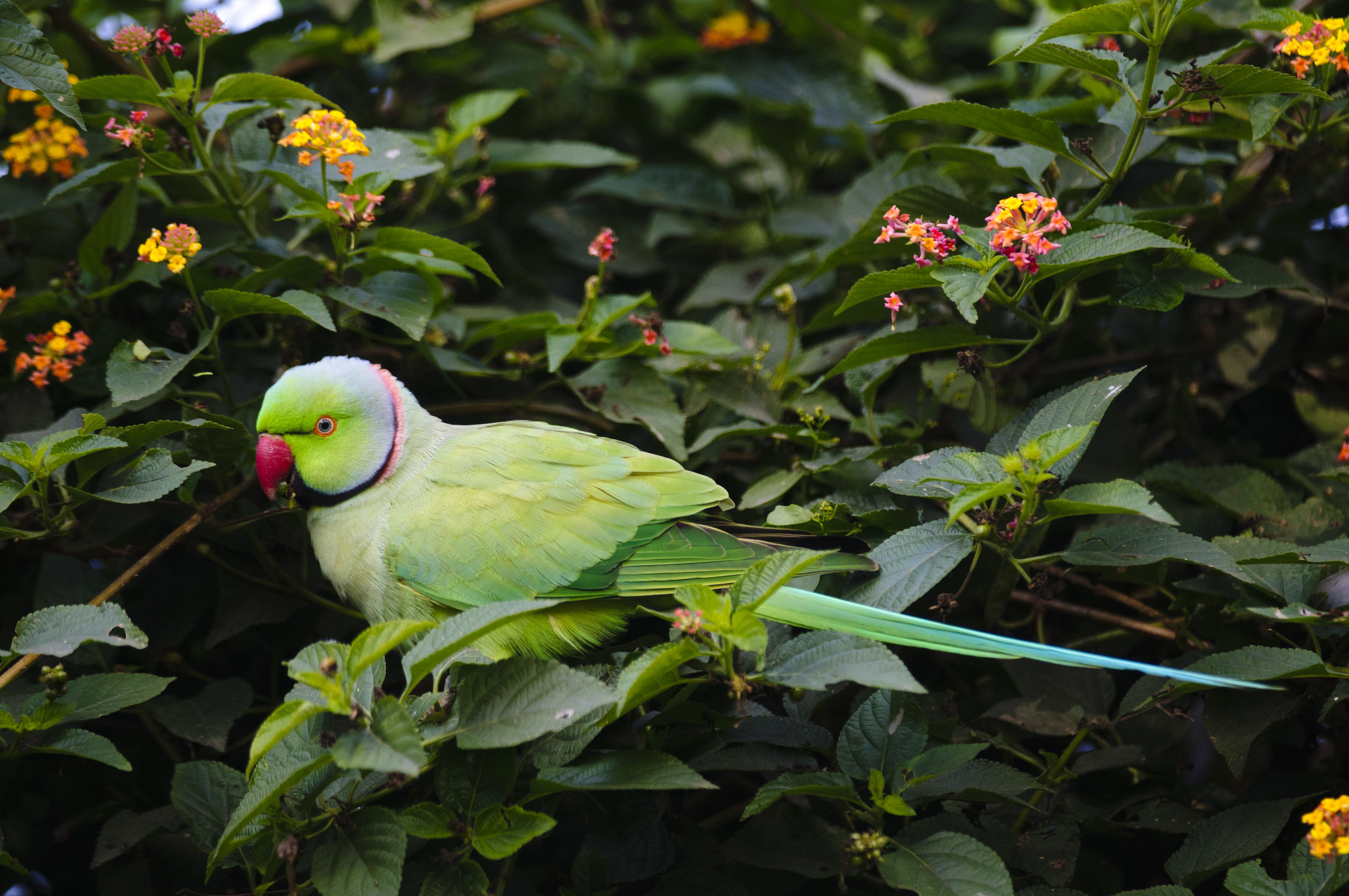 Perruche à collier indien (Psittacula krameri) assise dans un buisson