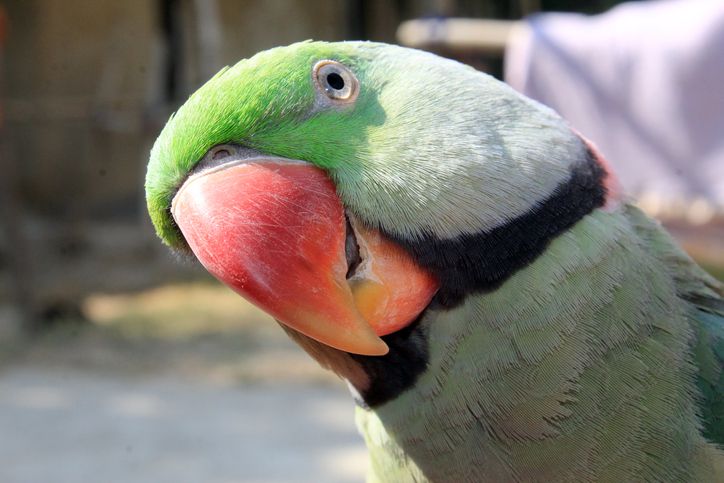 Gros plan du visage d'une perruche à collier indien montrant de la curiosité