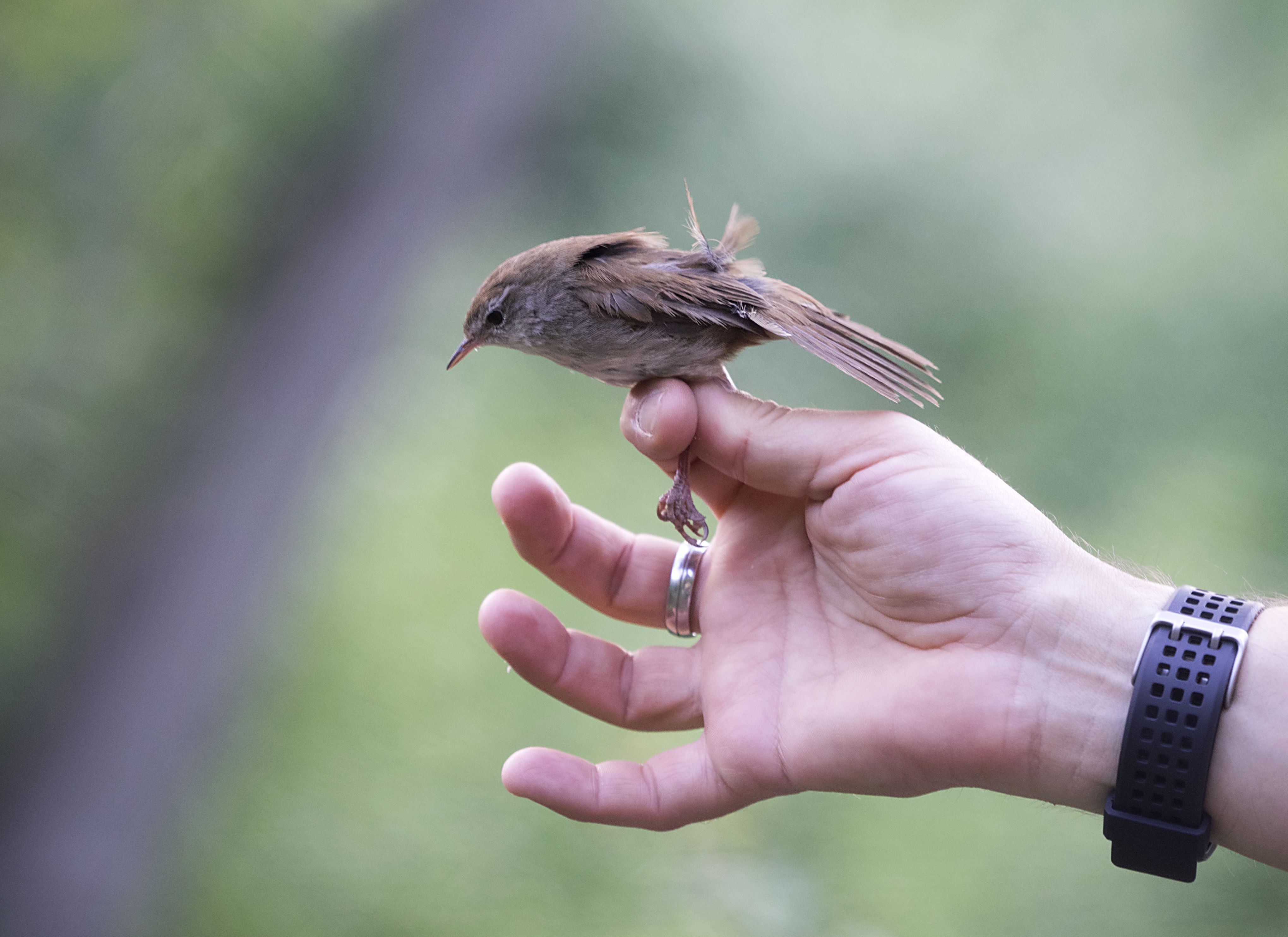 Oiseau piégé dans un filet brumeux pour le baguage, (Réseau japonais). Rougequeue noir (Phoenicurus ochruros), femelle, perchée sur une branche nue. Espagne, Europe.