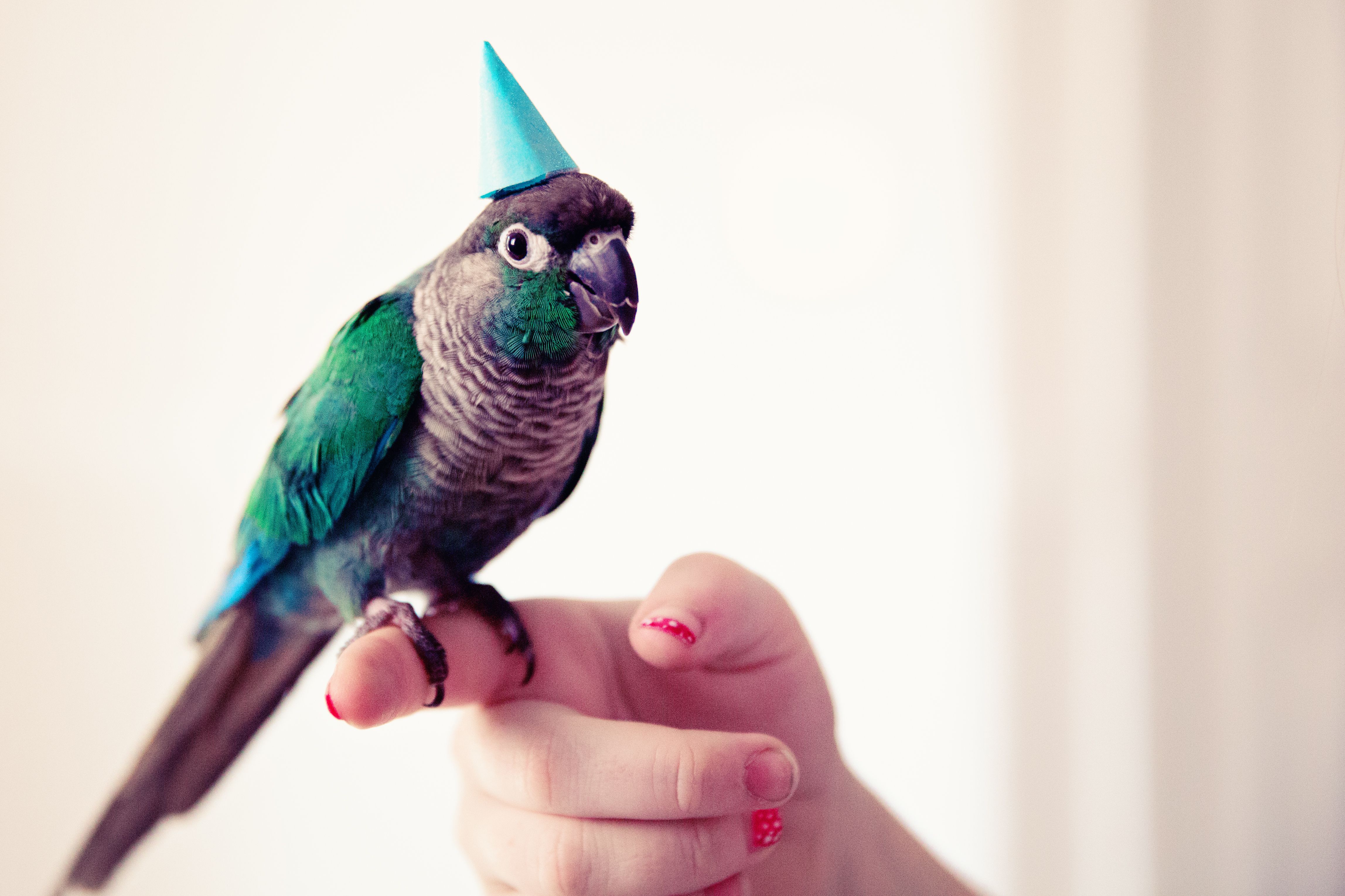 Conure turquoise portant un chapeau d'anniversaire