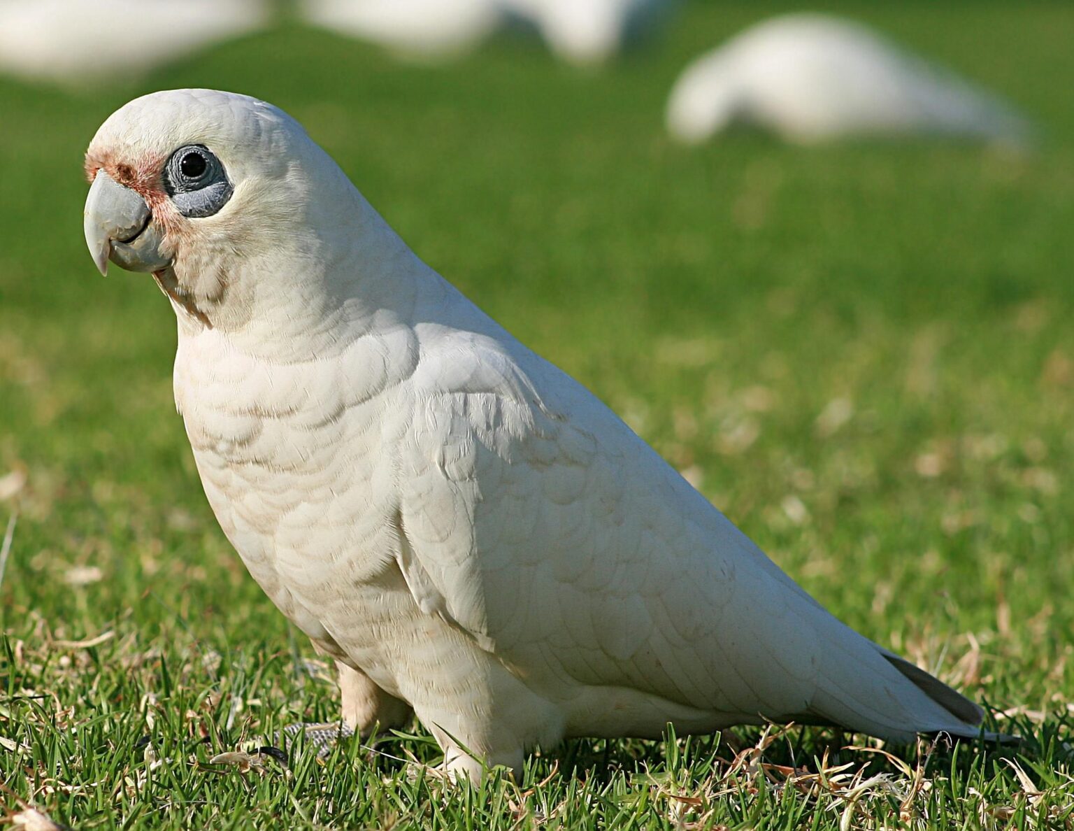 Cacatoès à yeux nus (Petit Corella) : Profil de l'espèce d'oiseau