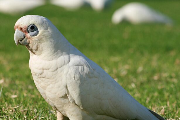 Cacatoès à yeux nus (Petit Corella) : Profil de l'espèce d'oiseau