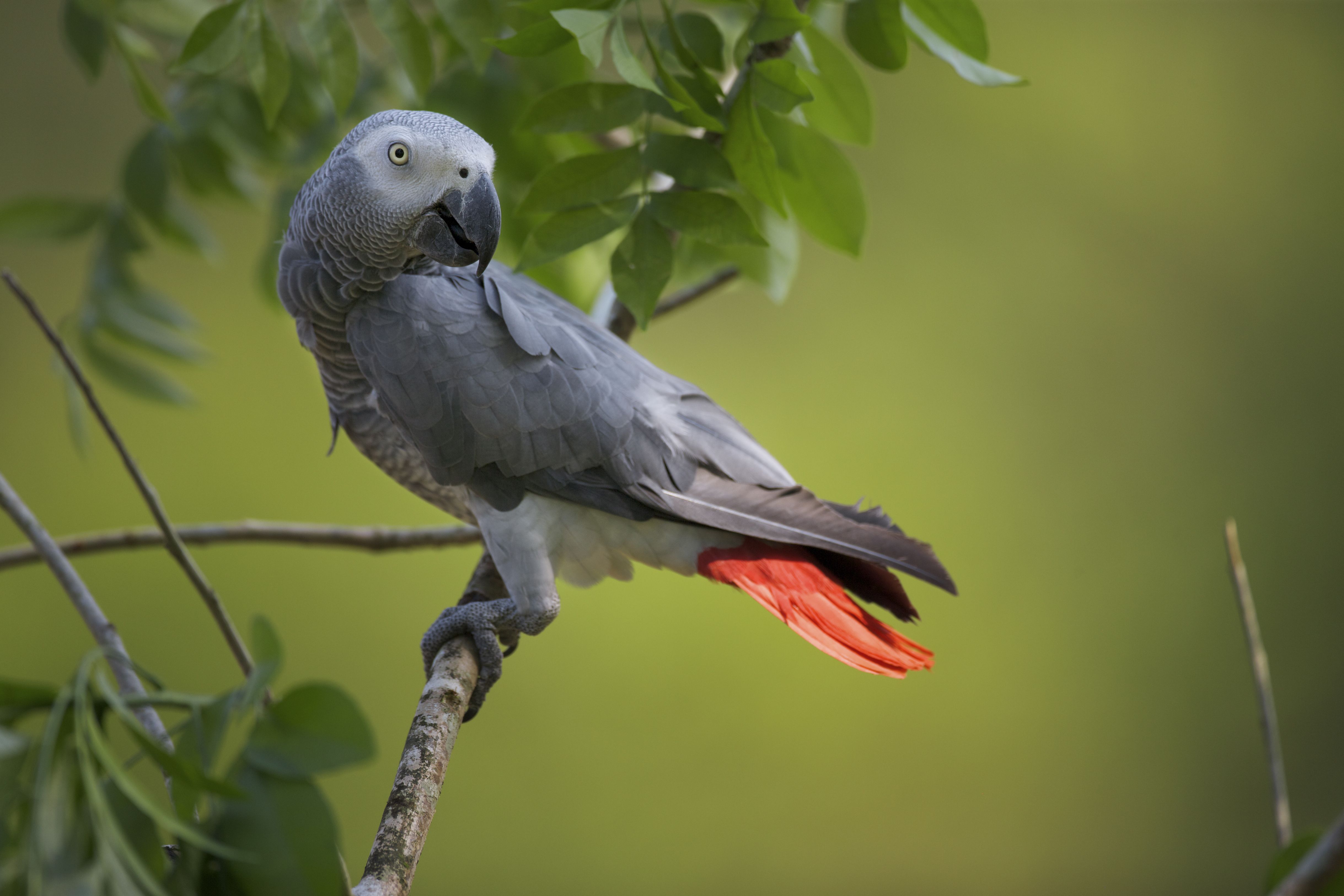 Perroquet gris d'Afrique (Psittacus erithacus) en captivité