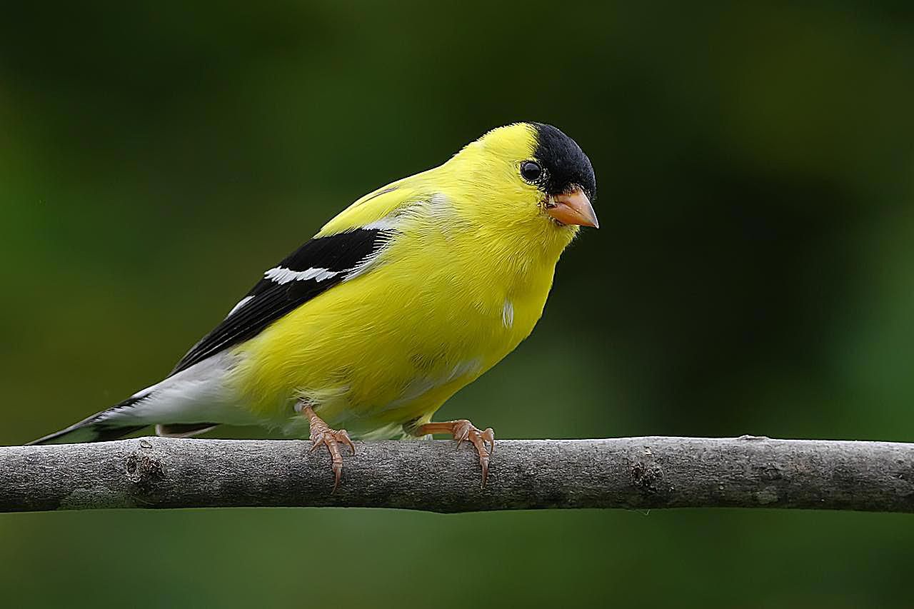 Un chardonneret surveillant le nourrisseur.