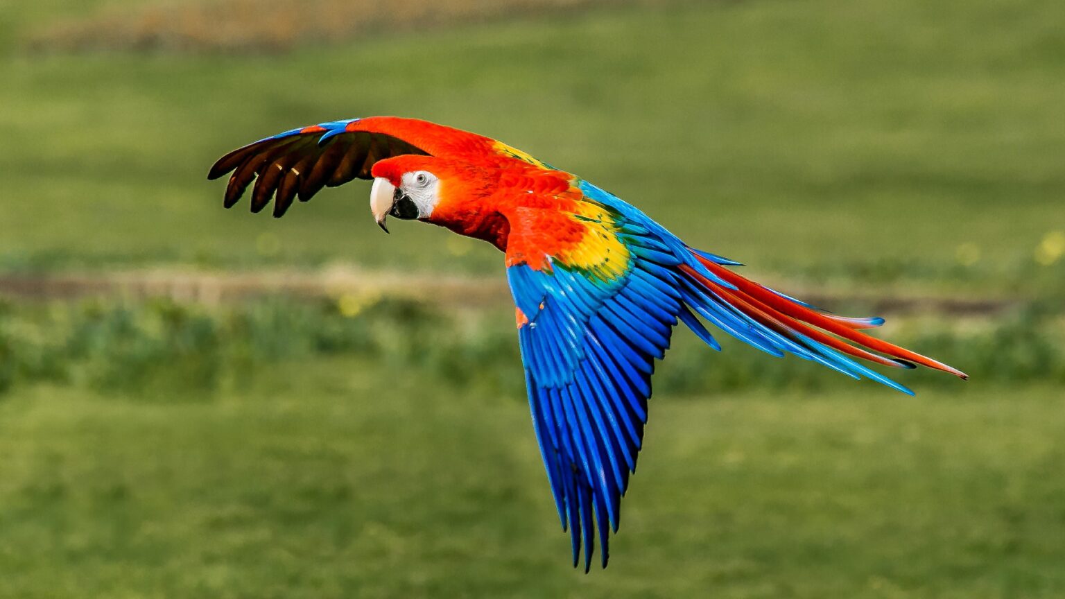 Ara rouge : Profil d'espèce d'oiseau