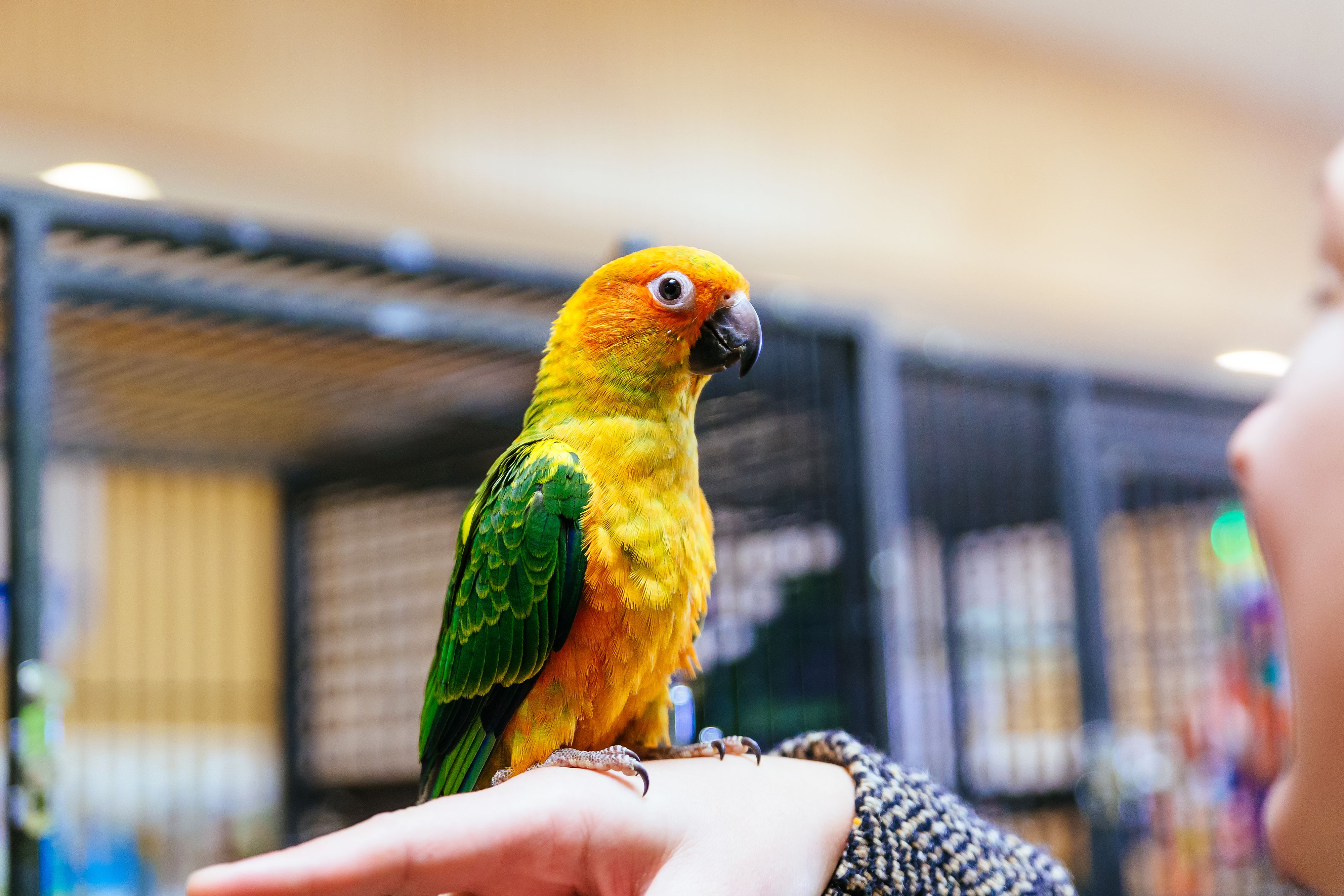 Gros plan d'un Conure soleil sur la main d'une femme