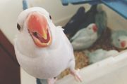 Portrait d'un perroquet parlant avec un bec orange et des oiseaux dans une boîte en plastique à l'arrière-plan