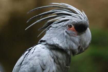 Cacatoès Noir Palmiste (Cacatoès Goliath) : Profil d'Espèce d'Oiseau