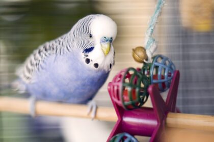 5 Cheap Bird Toys You Can Make at Home