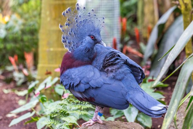 Pigeon couronné de Victoria : Profil de l'espèce d'oiseau