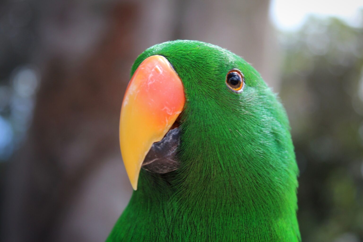 Votre oiseau a-t-il besoin d'une coupe de bec ?