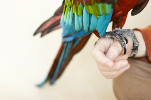 How to Trim Your Bird's Nails