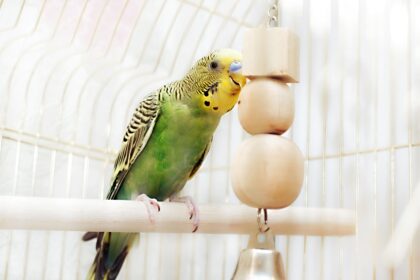 How to Prevent Boredom in Pet Birds