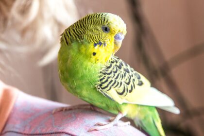 Safety Tips for Handling Parrots