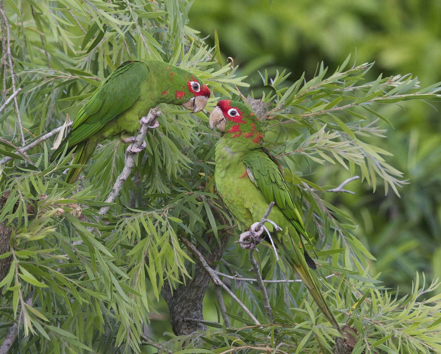 Conure à nuque mitrée : Profil d'espèce aviaire