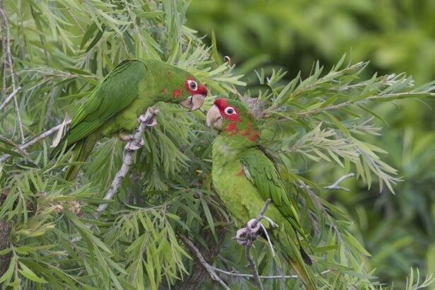 Conure à nuque mitrée : Profil d'espèce aviaire