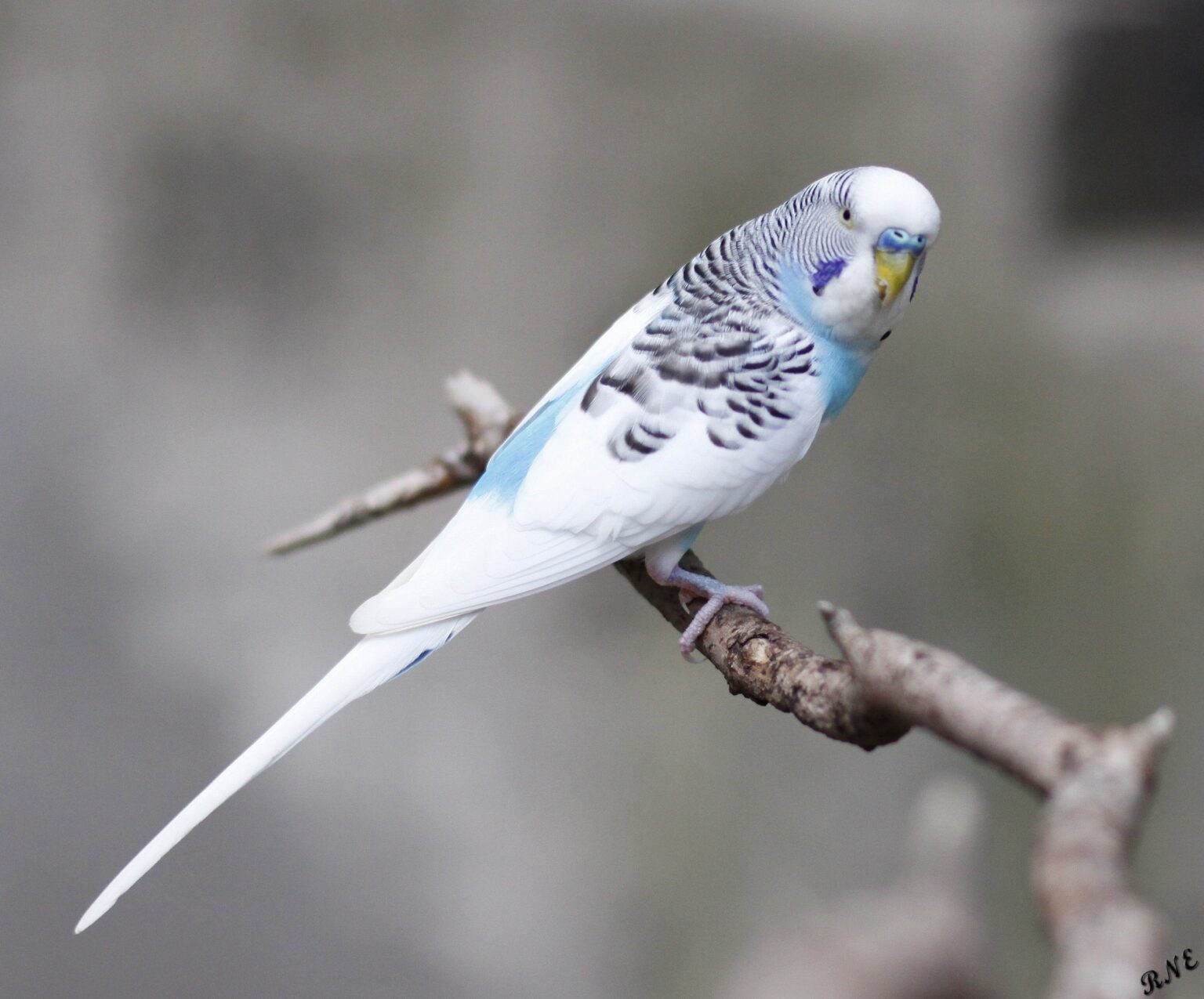 Quelles sont les différences entre les perruches et les budgerigars ?