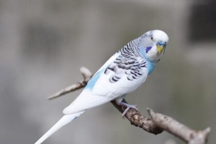 Quelles sont les différences entre les perruches et les budgerigars ?