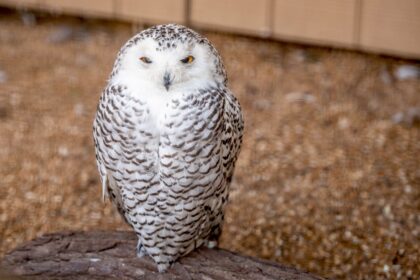 Devriez-vous garder un hibou des neiges comme animal de compagnie ?