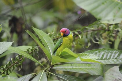 Perruche à tête de prunier : Profil de l'espèce d'oiseau