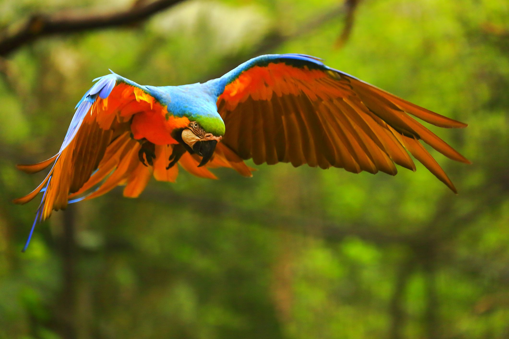 Macaw bleu et or en vol.