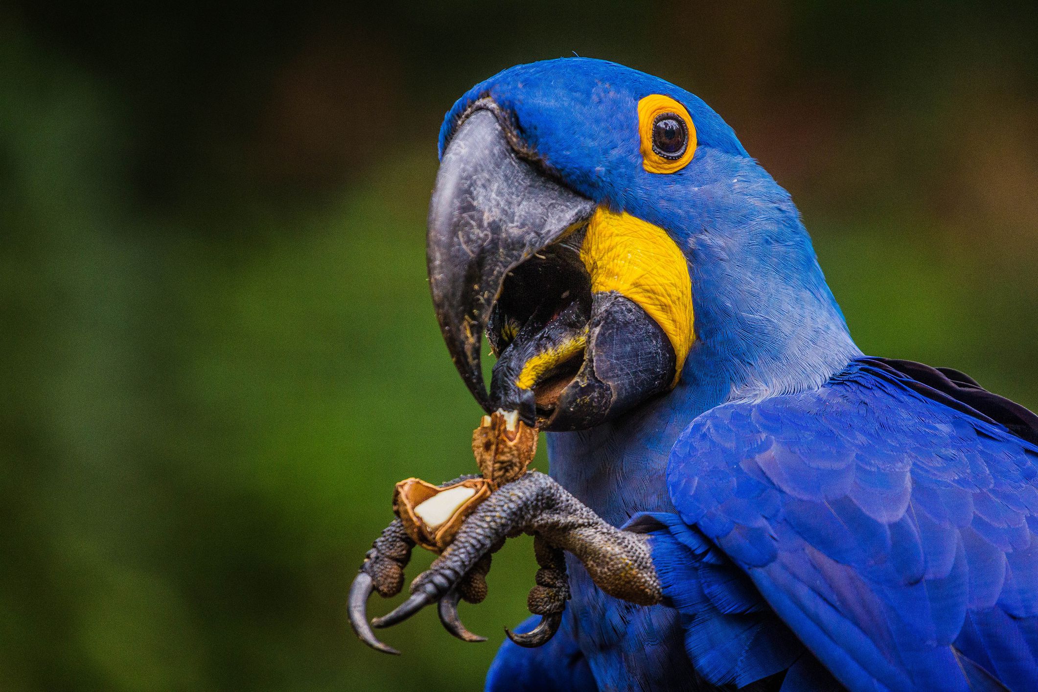 Macaw hyacinthé ouvrant une coque avec son bec.