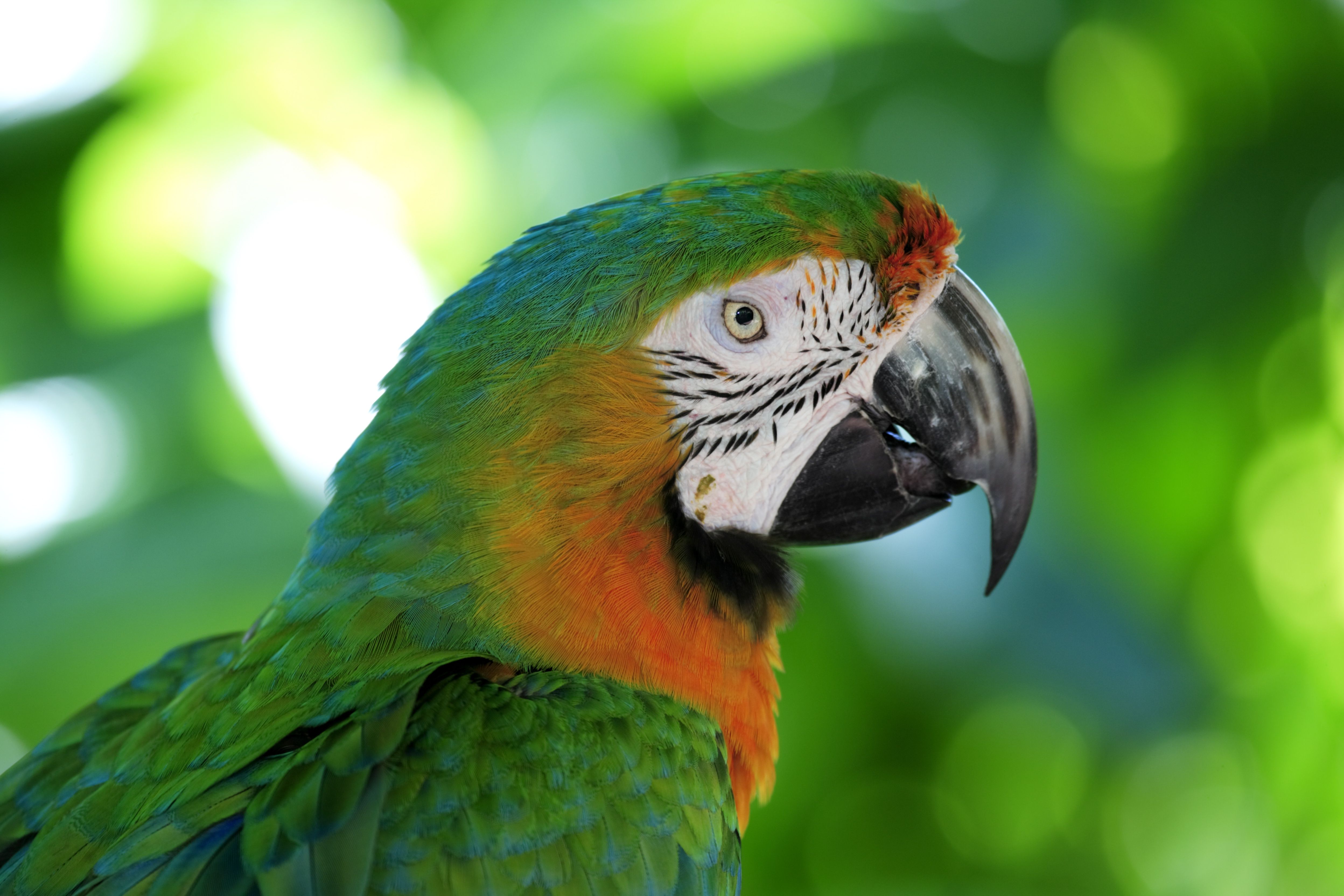 Visage d'un macaw hybride.