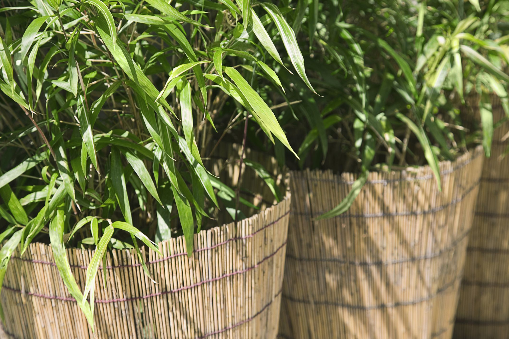 Plantes de bambou