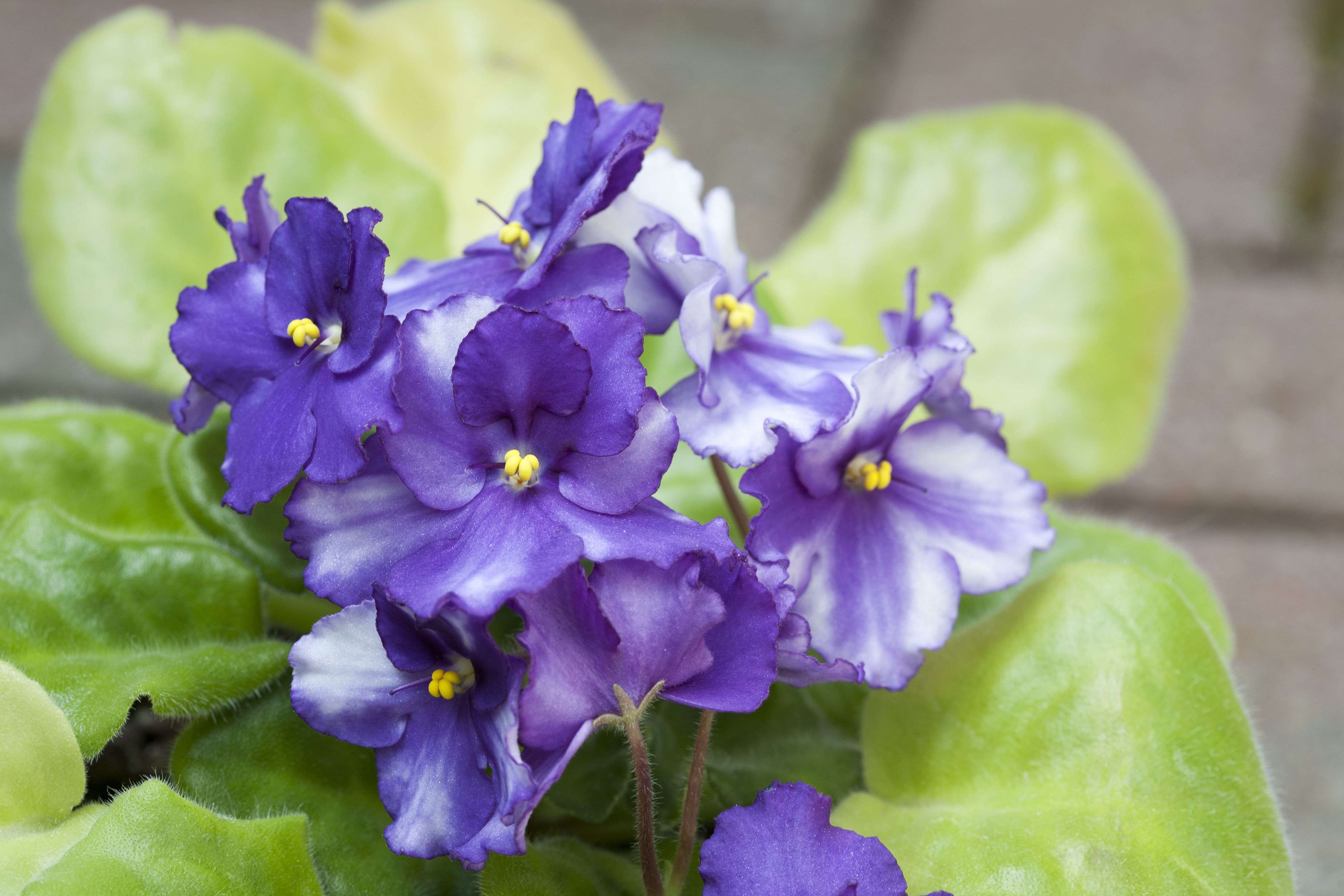 Plante de violette africaine avec des fleurs violettes en floraison