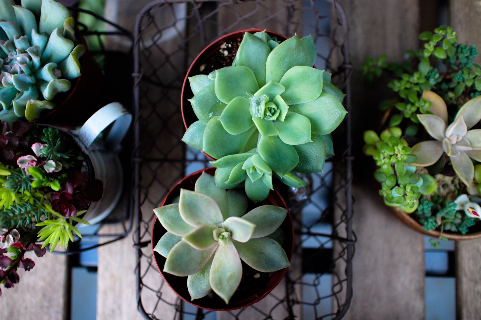 Aperçu de plusieurs pots de plantes succulentes