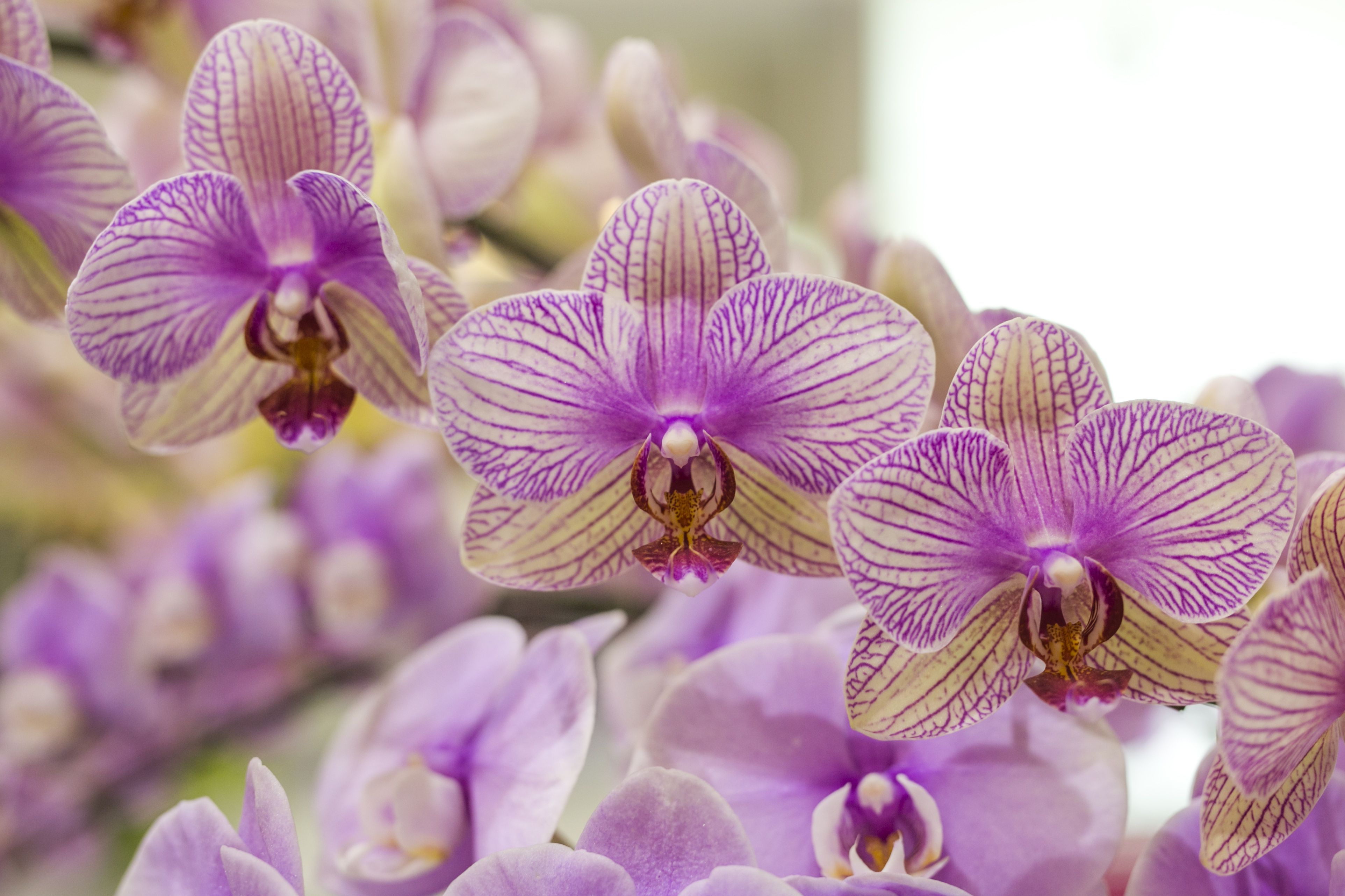 Orchidées violettes et blanches