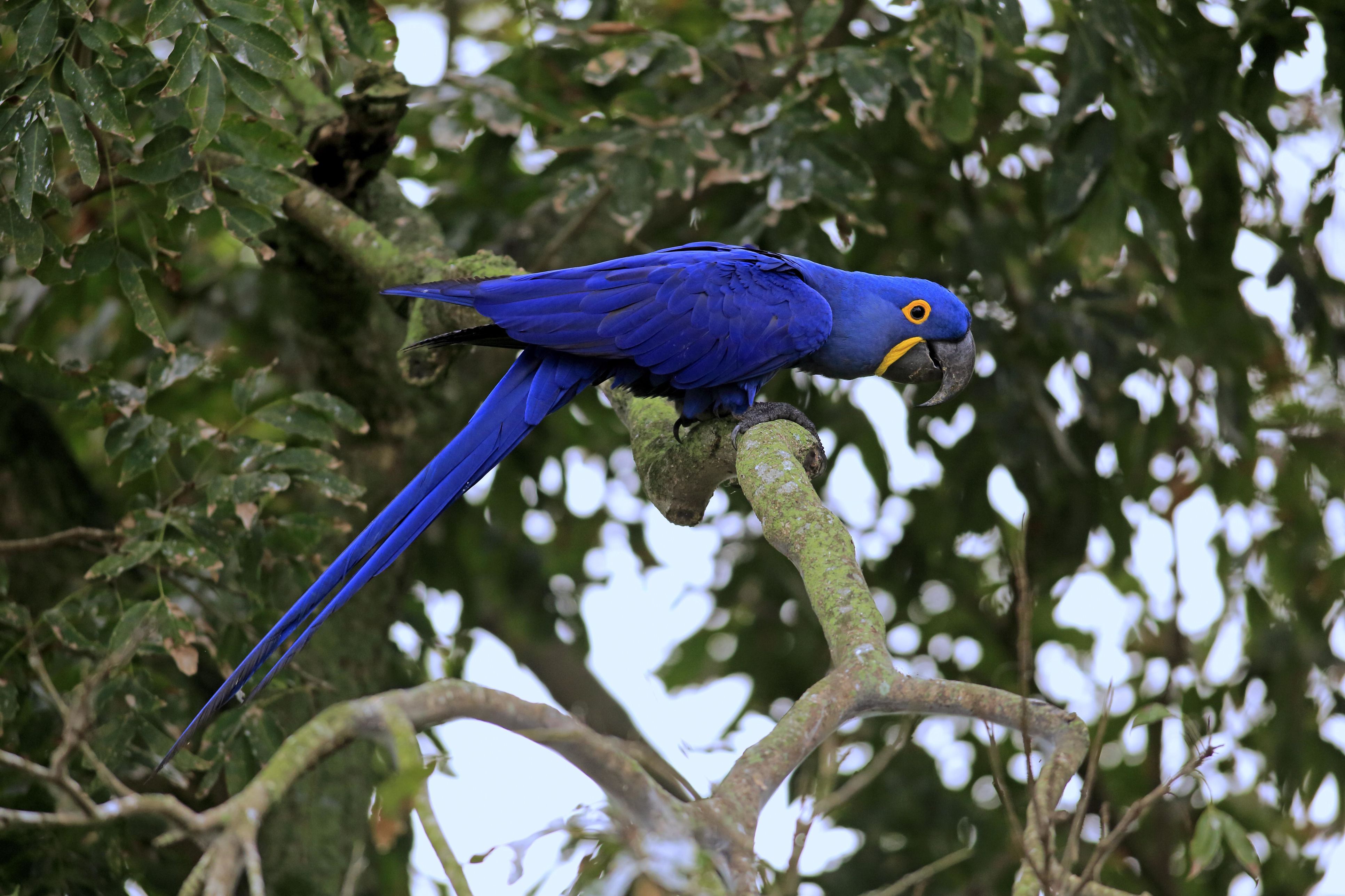 Macaw hyacinthé adulte (Anodorhynchus hyacinthinus) dans un arbre.