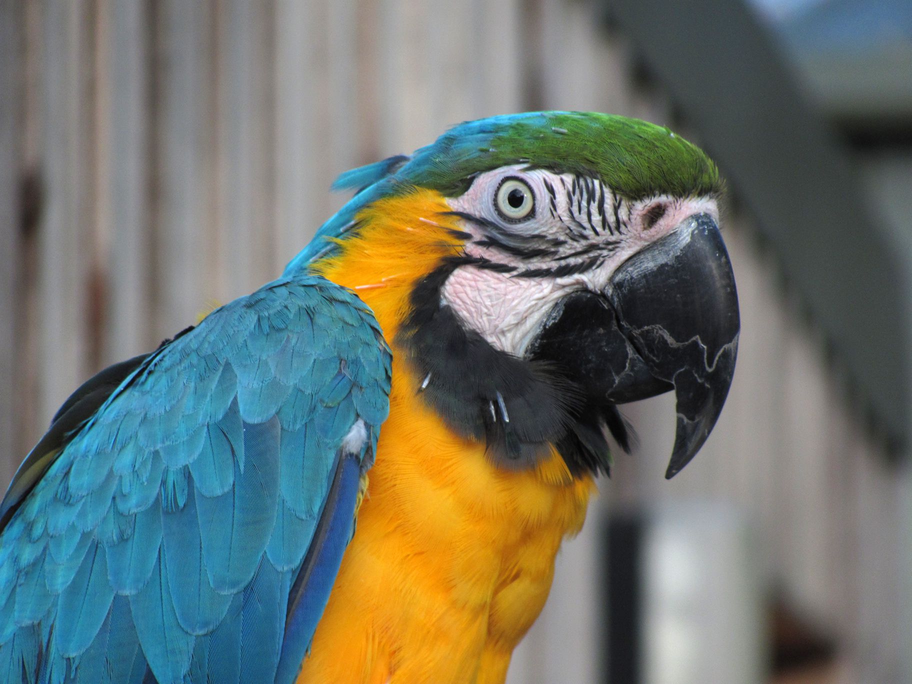 Visage d'un macaw bleu.