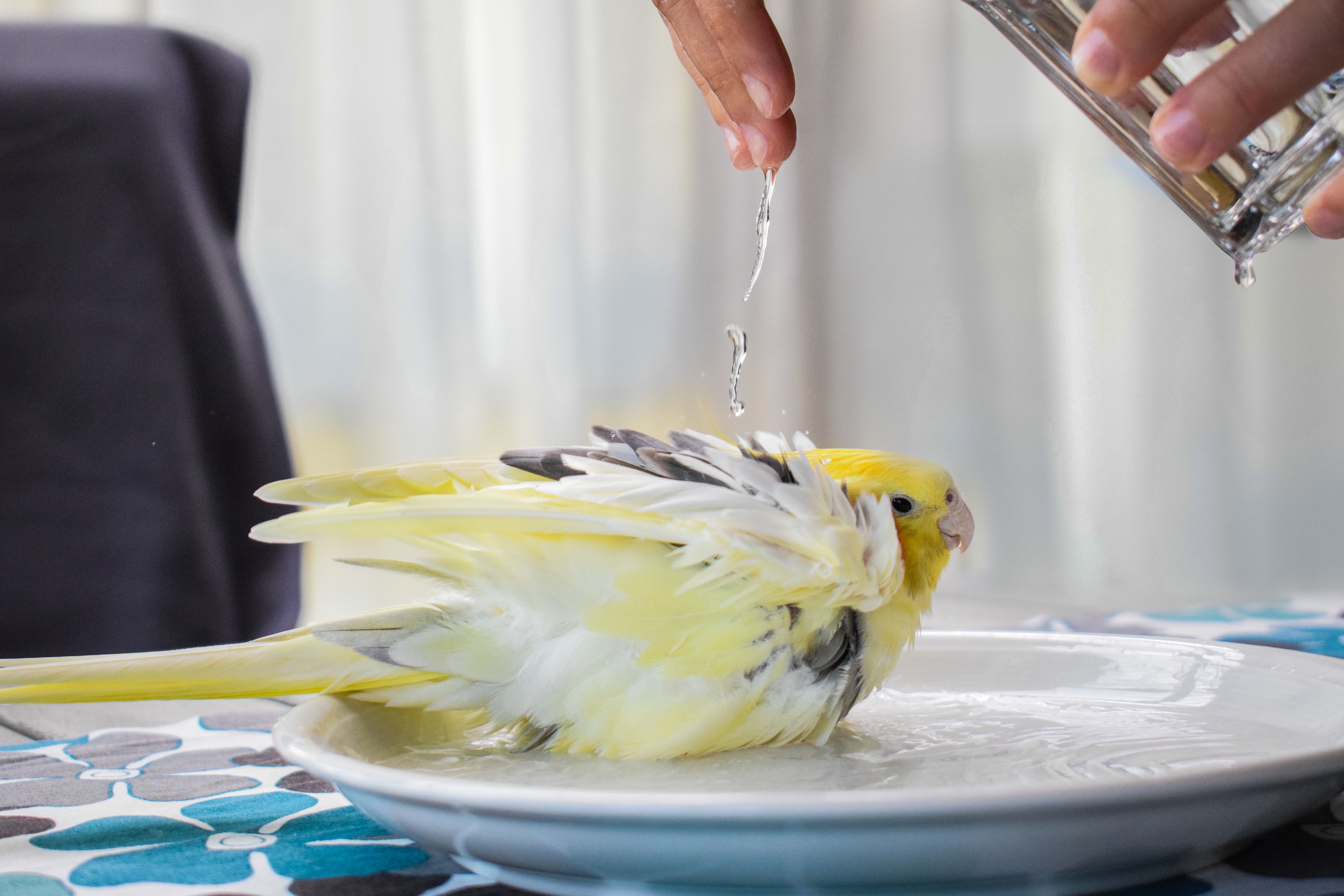 Main d'une personne versant de l'eau sur un oiseau