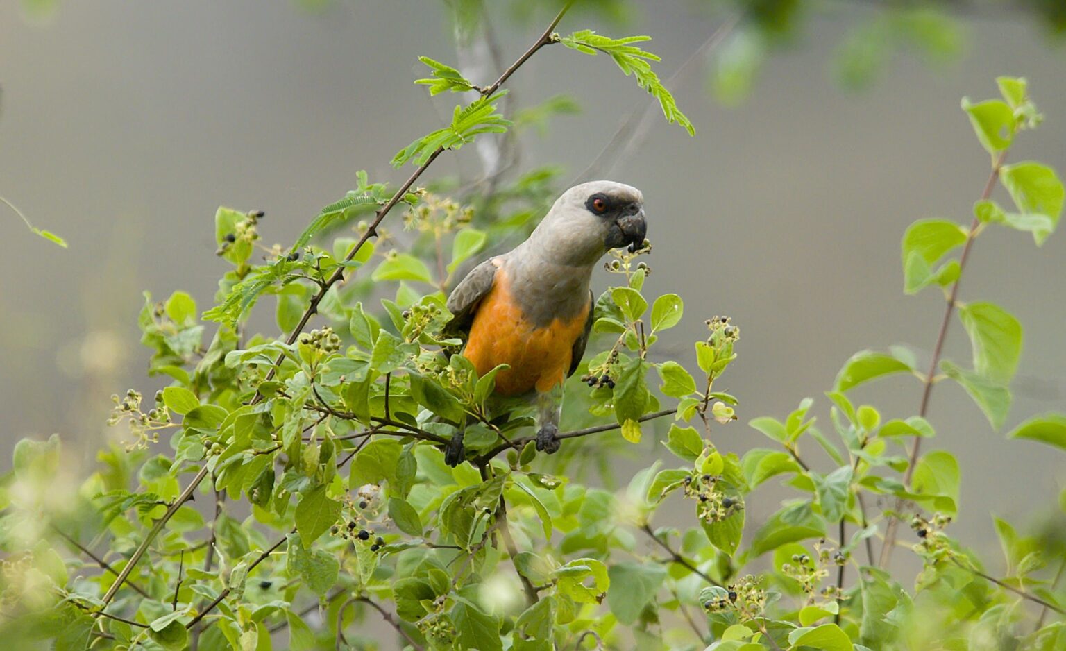 Perroquet à ventre rouge : Profil de l'espèce aviaire