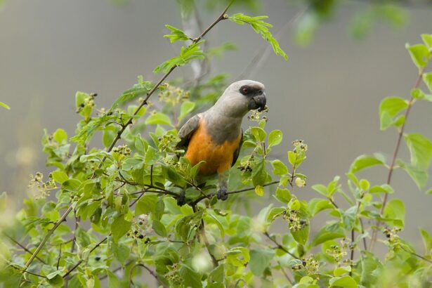 Perroquet à ventre rouge : Profil de l'espèce aviaire