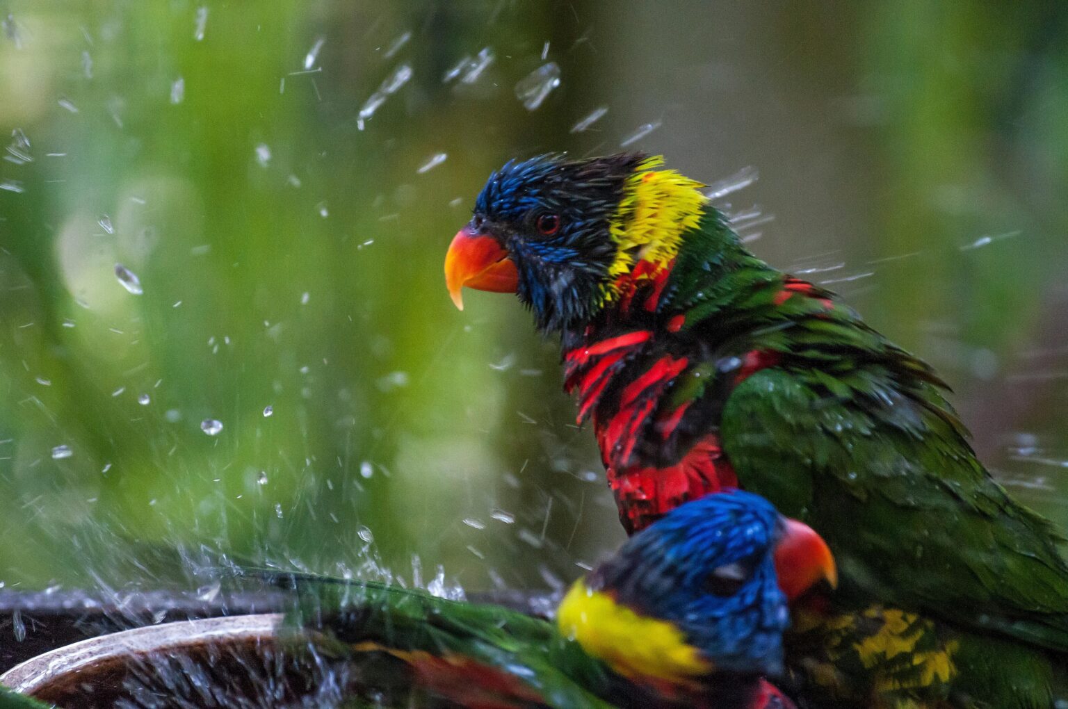 Comment donner un bain à votre oiseau de compagnie