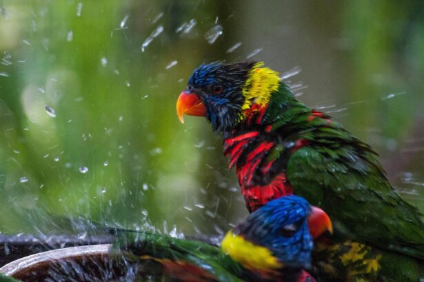 Comment donner un bain à votre oiseau de compagnie