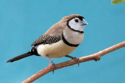 Profil de l'espèce aviaire : Moineau de Bicheno (Poule d'Oie)